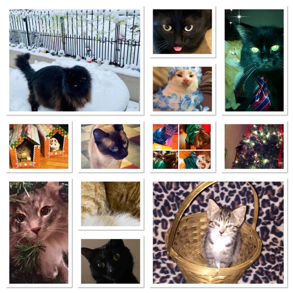 Meet your Posh Ambassador, Megan😻💜 - Picture 4 of 6